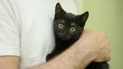 Why Your Cat Doesn’t Like Being Held—You Should Know This